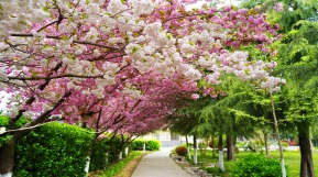 西班牙橄榄园春景“请柬”，待君共赏！